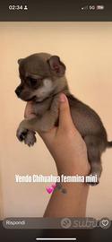 Chihuahua taglia piccola