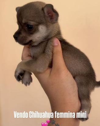 Chihuahua taglia piccola
