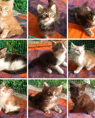 Cuccioli di Maine Coon con pedigree