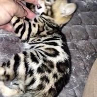 Cucciolo gatto del Bengala