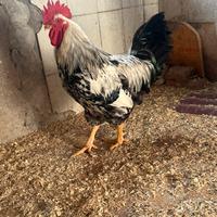 Gallo Robuta Maculata