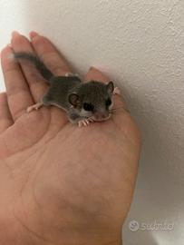 Mini ghiri africani