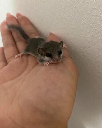 Mini ghiri africani