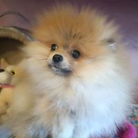 Spitz di Pomerania femmina
