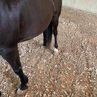 Ottime cavalla per tutti