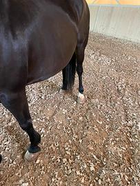 Ottime cavalla per tutti