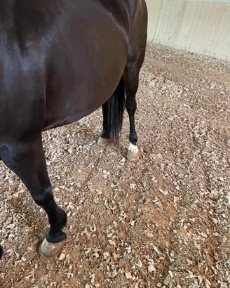 Ottime cavalla per tutti