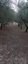 Oliveto con bosco