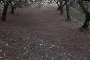Oliveto con bosco