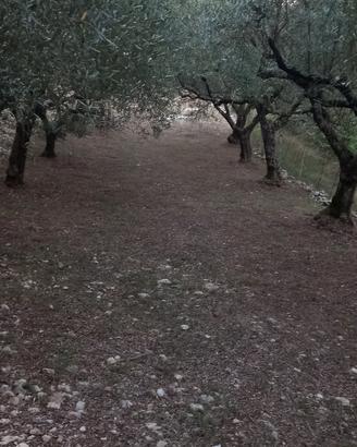 Oliveto con bosco