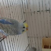 Cocoriti