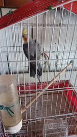 Calopsite maschio ancestrale