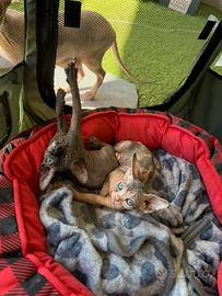 Sphynx femmina
