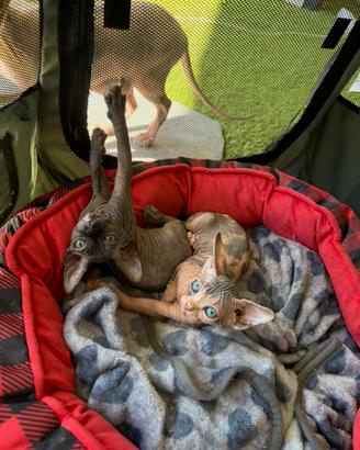 Sphynx femmina