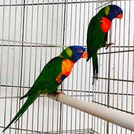 Coppia pappagalli lory arcobaleno