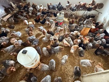 Araucana, marans , moroseta , anatre