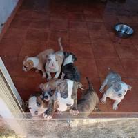 American Staffordshire