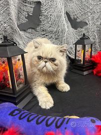 Gatto Persiano