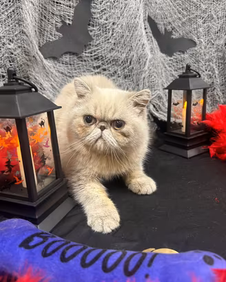 Gatto Persiano