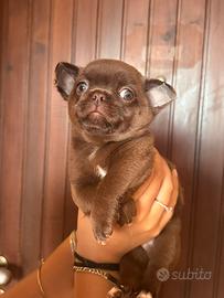 Chihuahua