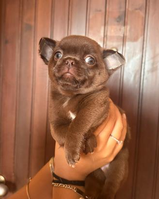 Chihuahua