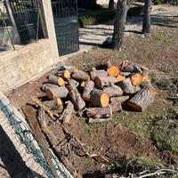 Legna di pino