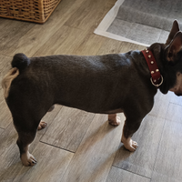 ?Bulldog Francese Blu Tan per monta ?