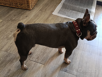 ?Bulldog Francese Blu Tan per monta ?