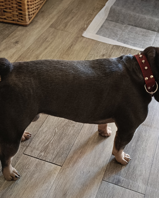 Bulldog Francese per monta - sano e controllato