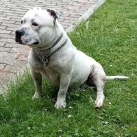 Bull terrier (staffy)