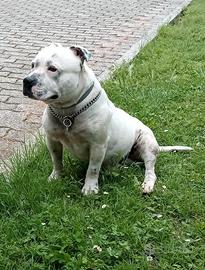 Bull terrier (staffy)