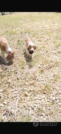 Cane da tartufo