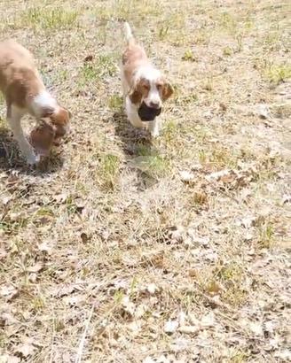 Cane da tartufo