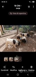 cuccioli di lagotto 