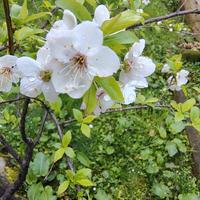Pianta di prunus da seme fiorita alta 1m circa