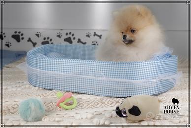 Volpino di Pomerania spitz nano tedesco