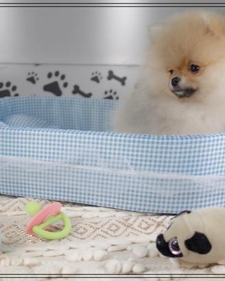 Volpino di Pomerania spitz nano tedesco