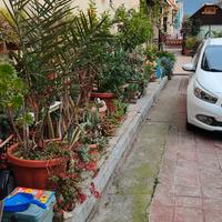 piante