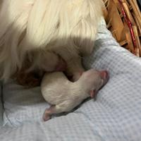 Cane maltese razza nana