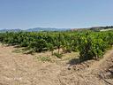 terreno-agricolo-quartu-sant-elena