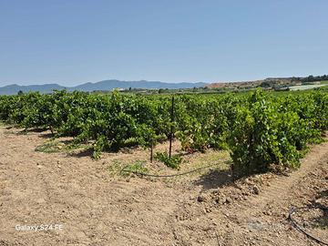 Terreno Agricolo - Quartu Sant'Elena