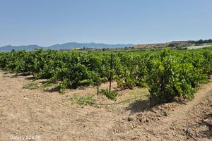 Terreno Agricolo - Quartu Sant'Elena