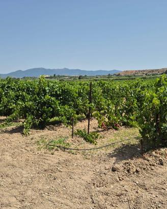Terreno Agricolo - Quartu Sant'Elena