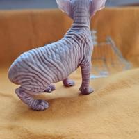 Femmine Canadian Sphynx Pedigree ANFI