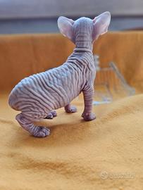 Femmine Canadian Sphynx Pedigree ANFI