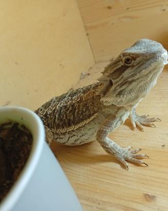Pogona viticeps , drago barbuto con teca