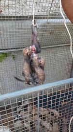 Furetti