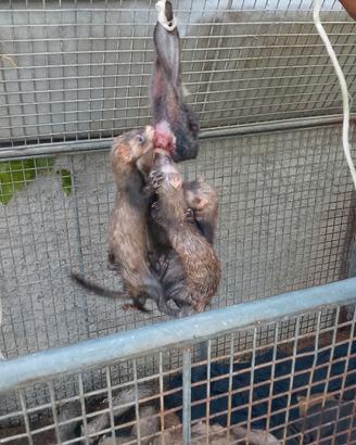 Furetti