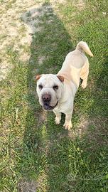 Shar Pei con Pedigree