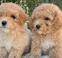 BARBONCINI NANI & BARBONCINO TOY cuccioli